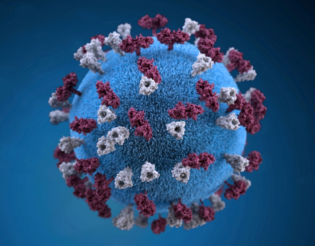 Illustration of a spherical measles virus particle with glycoprotein tubercles.