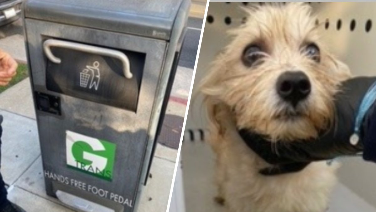 Puppy found in trash can in Gardena is adopted by the officer who saved him – NBC Los Angeles