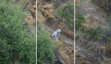 An amateur photographer in southern Spain captured something almost no one expected to see: a white Iberian lynx.
