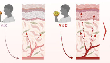 Vitamin C (ascorbate) is found in all skin compartments. Pullar et al. carried out a comprehensive investigation to establish the relationship between plasma and skin ascorbate levels, with a focus on the major skin compartments. Image credit: Pullar et al., doi: 10.1016/j.jid.2025.10.587.