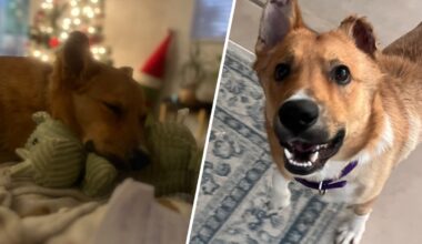 Dog set on fire by former owner finds new forever home – NBC Los Angeles