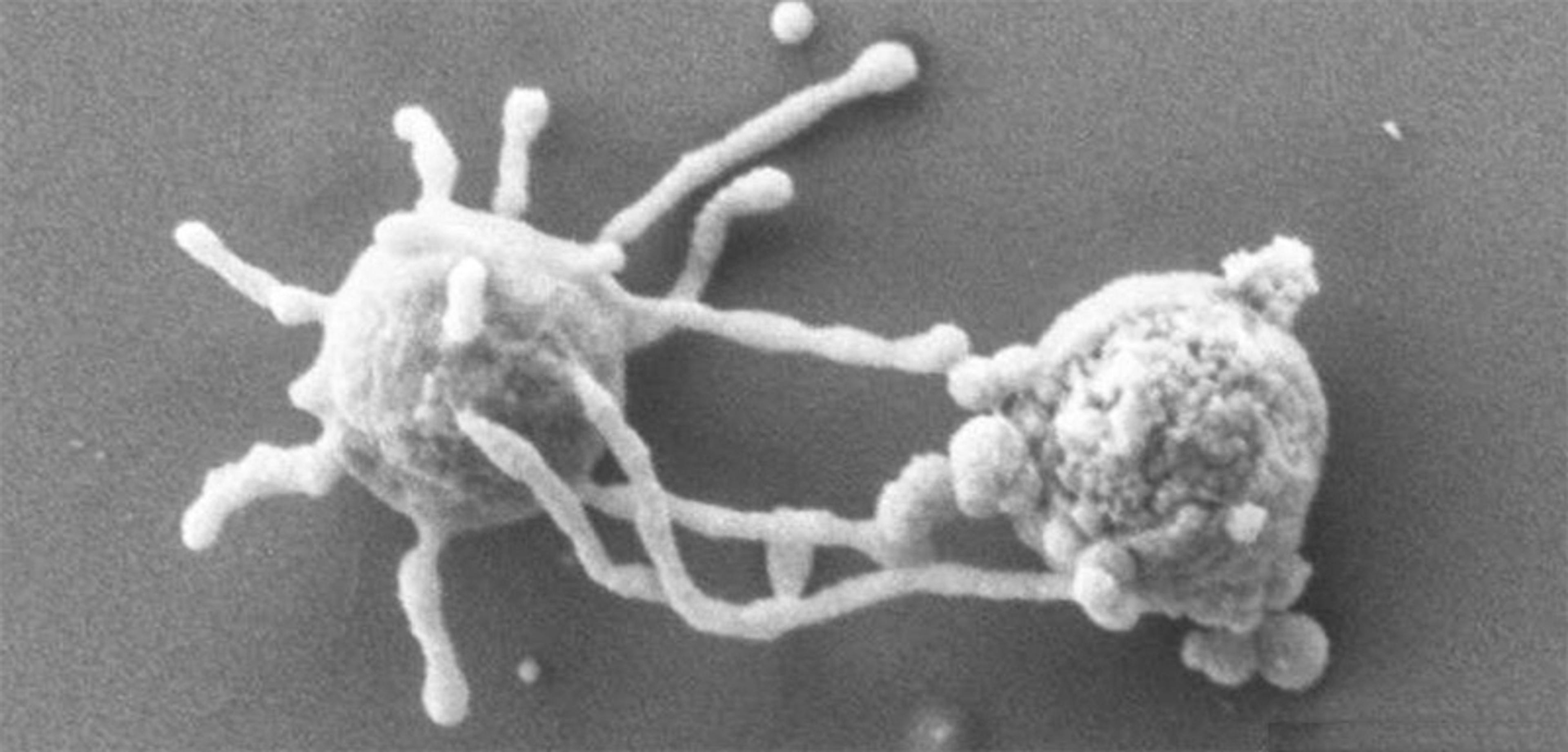 Scanning electron microscope image of two white blood cells interacting with long, thin extensions.