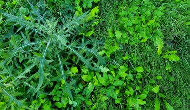 The growing push to rethink invasive plant management is getting fresh attention thanks to a new book from the Missouri Botanical Garden.