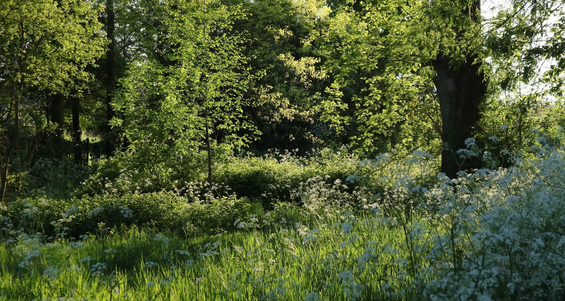The New York State's Department of Environmental Conservation just sounded the alarm about three look-alike invasive plants.