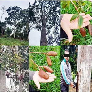 Jatobá plant used by indigenous peoples for centuries surprises modern science. Credit: Joy Braga Cavalcante