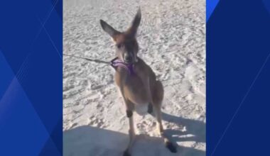 Pet kangaroo spotted hopping along Fort Myers Beach