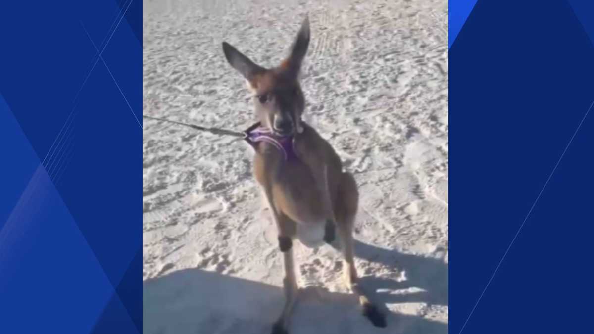 Pet kangaroo spotted hopping along Fort Myers Beach
