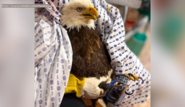 Bald eagle rescued in Slippery Rock after getting tangled in fence