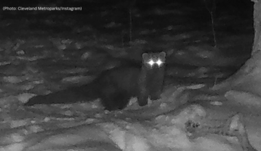 Fisher spotted in Ohio county for first time since 1800s
