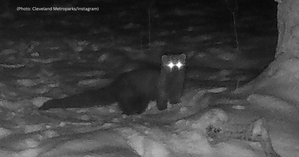 Fisher spotted in Ohio county for first time since 1800s