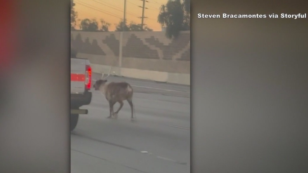 Reindeer wrangled after dashing down LA freeway