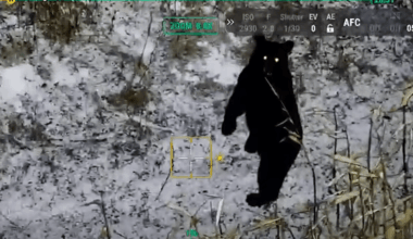 Black bear caught on trail cam twice in Knox County