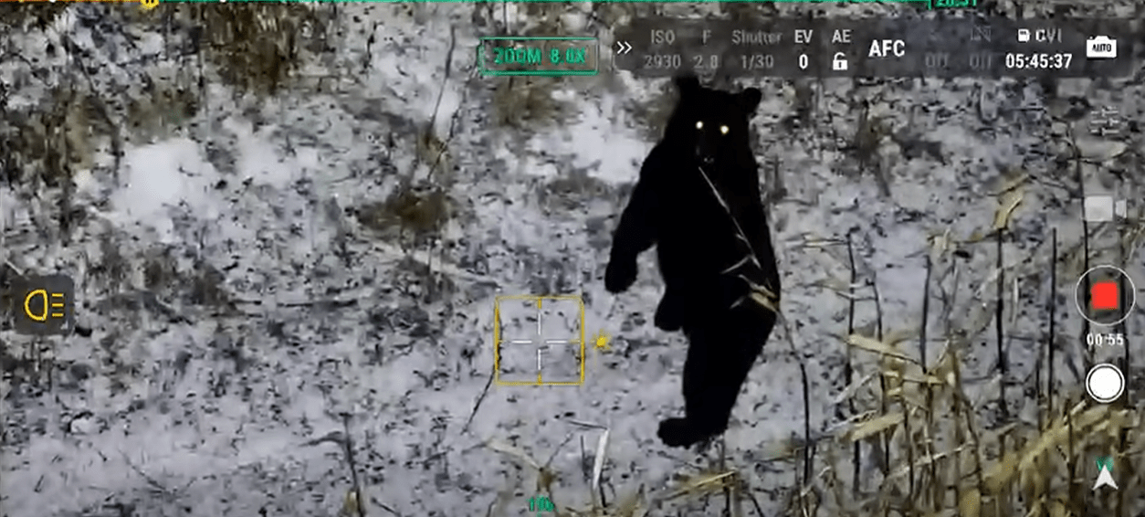 Black bear caught on trail cam twice in Knox County