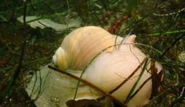 Meet the ‘distinctive’ moon snail – San Diego Union-Tribune