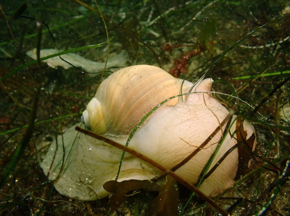 Meet the ‘distinctive’ moon snail – San Diego Union-Tribune