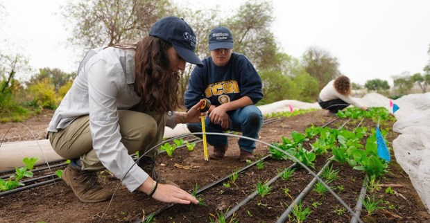 Researchers with UC San Diego's newly launched Soil Health Center tend to plantings for an experiment underway at Coastal Roots Farm in Encinitas. Scripps Oceanography scientists Kristin Barbour and Sarah Pierce are pictured in the foreground. (Erik Jepsen / UC San Diego)