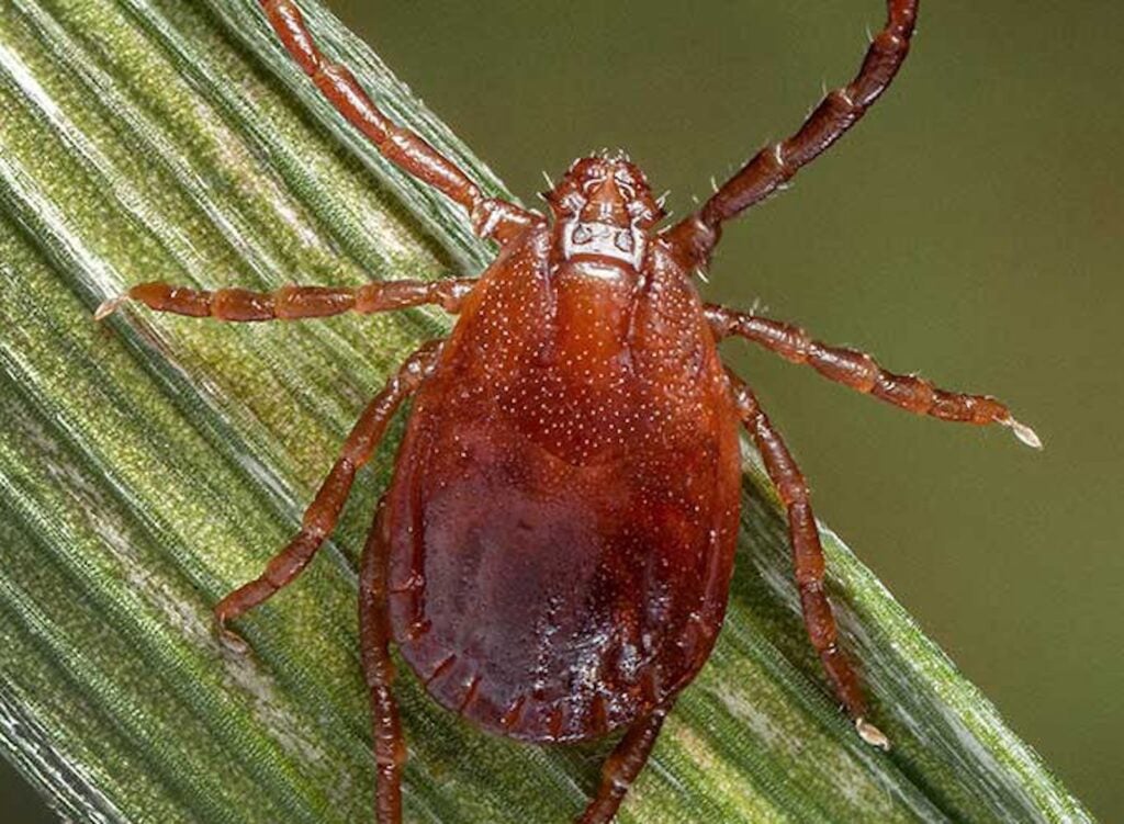 A longhorned tick is seen in a file photo.