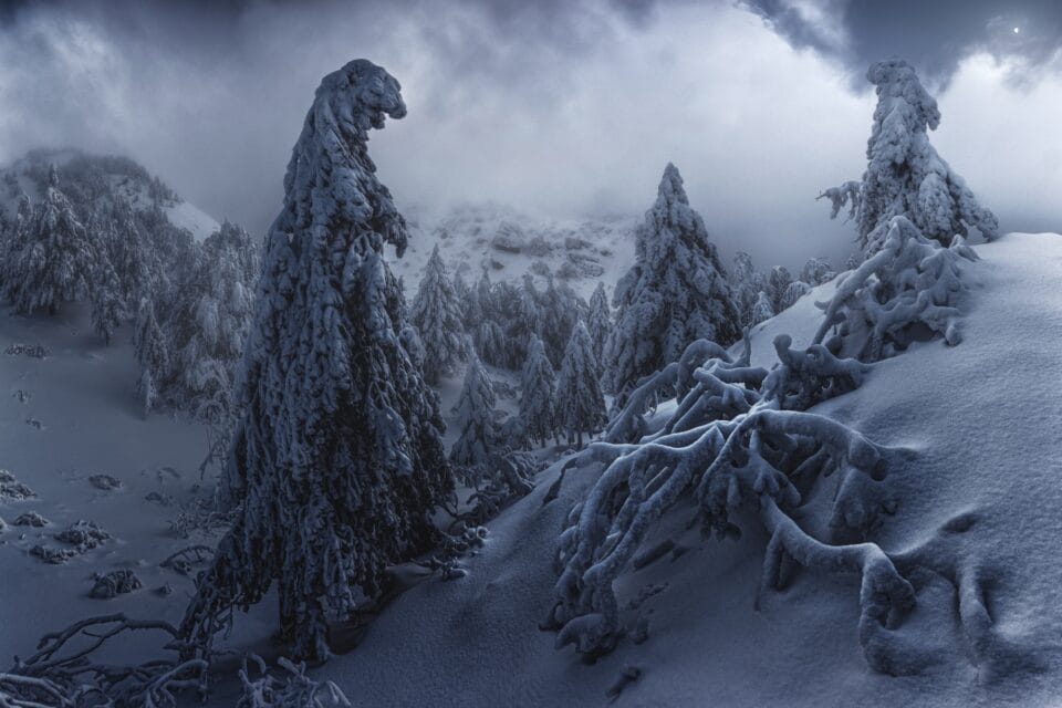 A photograph by Enrico Raimondo of snow-covered pine trees in the mountains of Italy