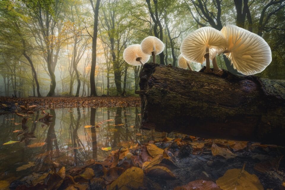 A photograph by Albert Dros of mushrooms in a wetland forest