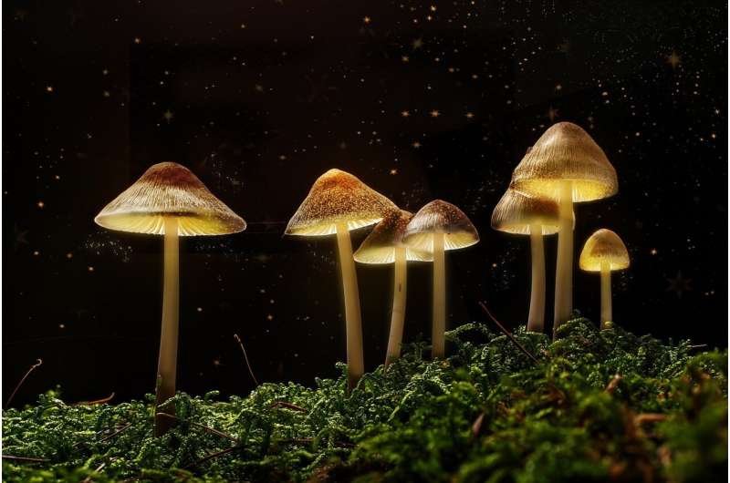 psilocybin