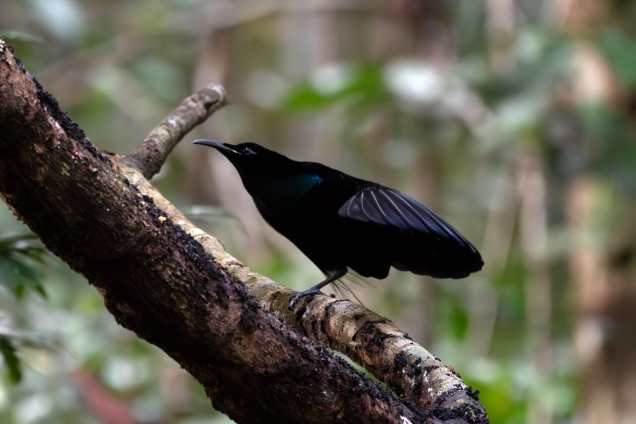 Magnificent,riflebird,(ptiloris,magnificus),observed,in,nimbokrang,in,west,papua,