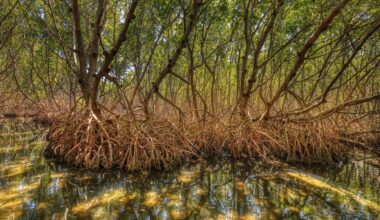 Andrew Otazo rediscovered the mangroves he loved as a kid and was shocked by the tons of trash in them.
