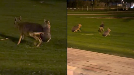 Louise Strakey spotted a strange animal in Dubai and shared a video online. (Instagram/@ellestarkos)