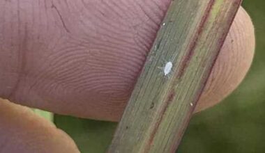 Pasture-destroying mealybug creeps closer to San Antonio