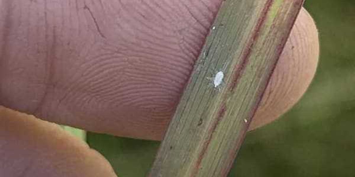 Pasture-destroying mealybug creeps closer to San Antonio