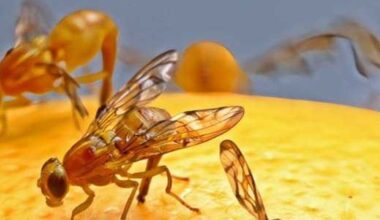 Citrus-loving Mexflies threaten Rio Grande Valley crops