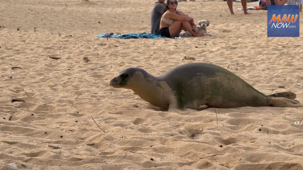 Monk seal finds shady spot under beach chairs along Maui’s North Shore : Maui Now