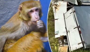 Monkey that previously escaped from Mississippi truck now sheltered in NJ wildlife refuge