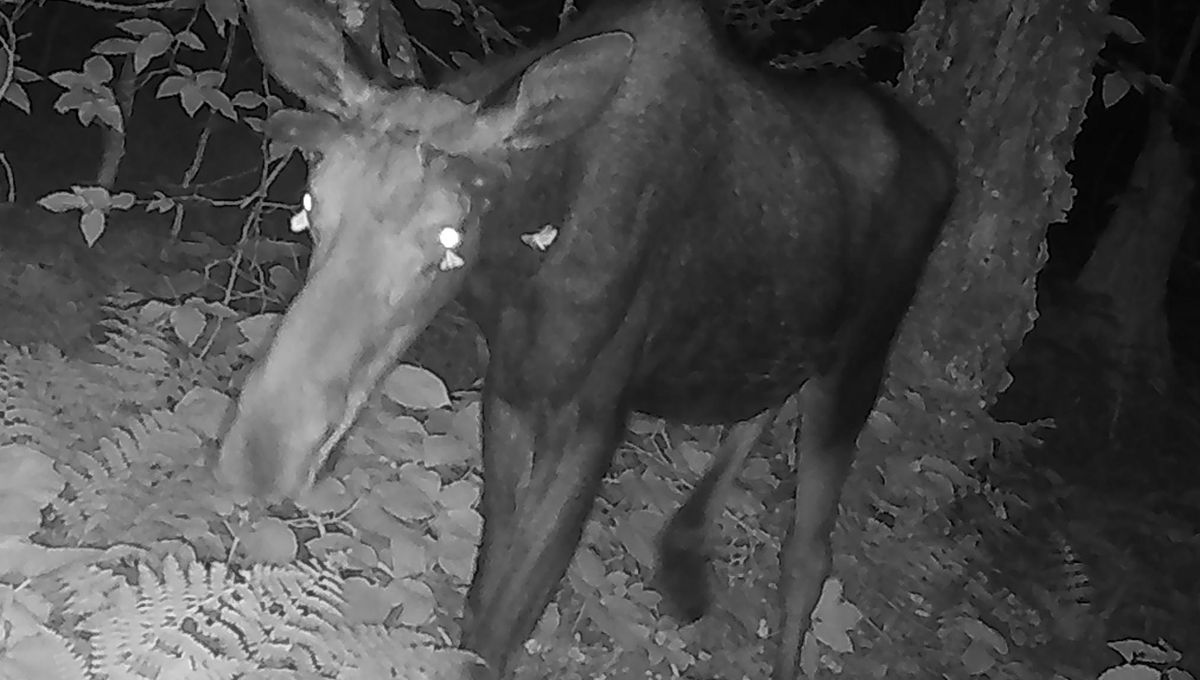First-Ever Camera Trap Footage Of Moths Feeding On Moose Tears