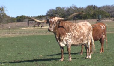 Texas Longhorn museum planned for Fort Worth Stockyards area – NBC 5 Dallas-Fort Worth