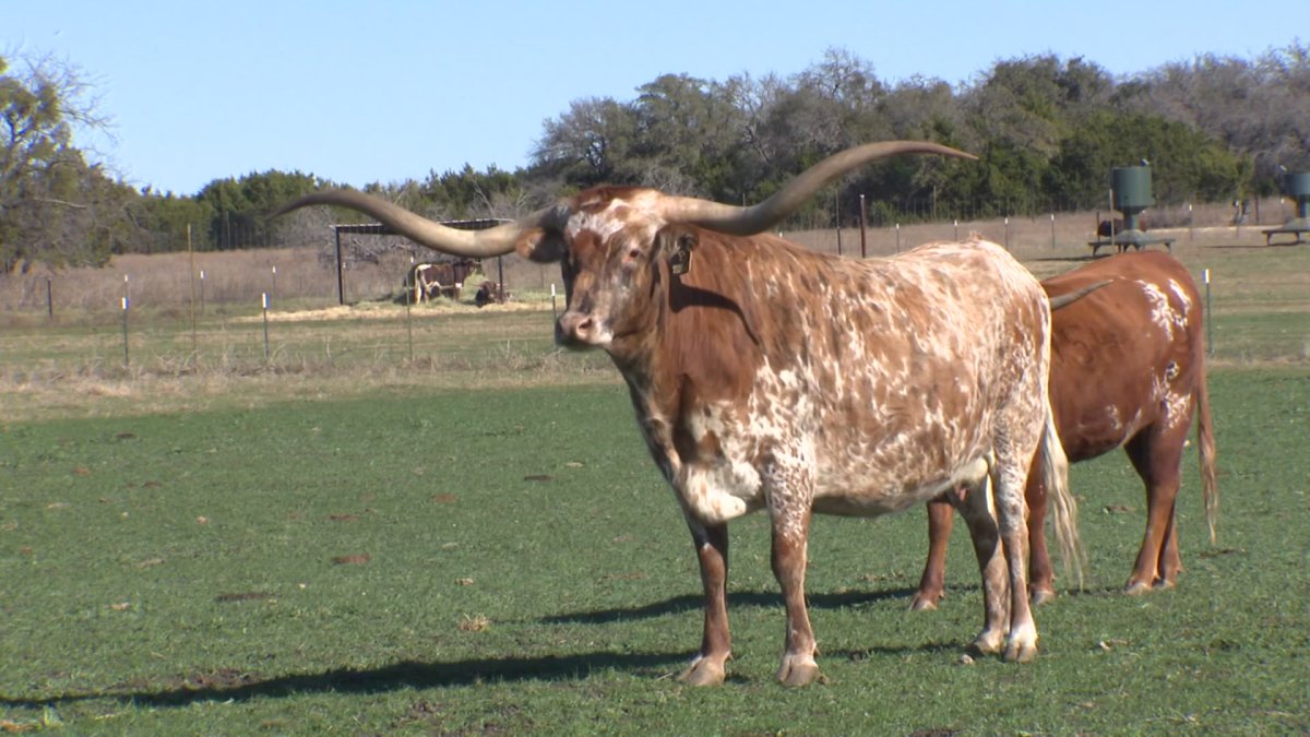 Texas Longhorn museum planned for Fort Worth Stockyards area – NBC 5 Dallas-Fort Worth