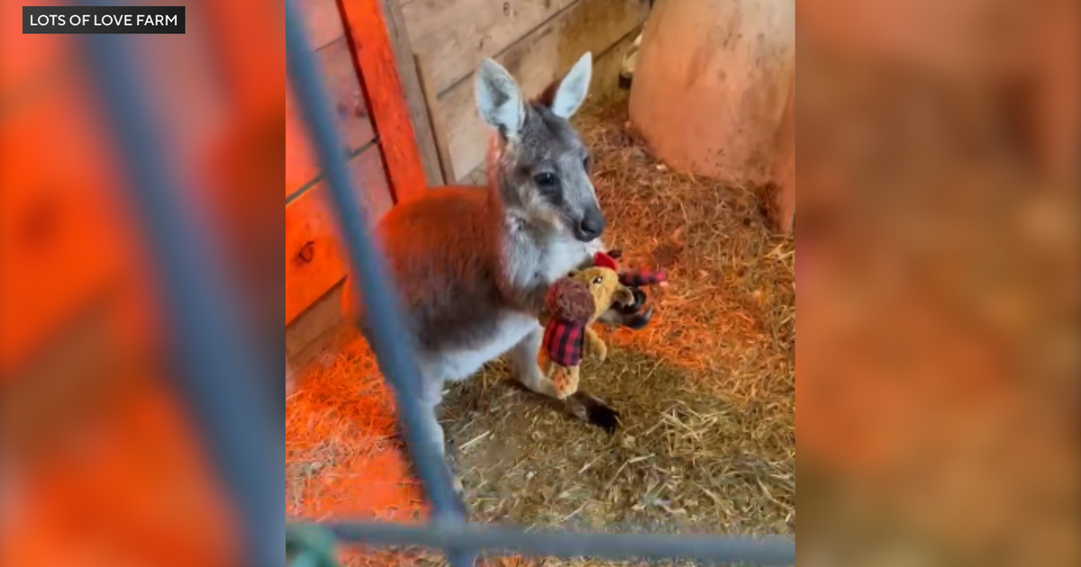Wayward wallaby escapes from New Jersey animal farm