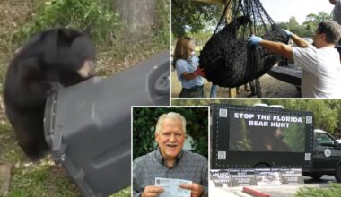 Florida black bear hunting season kicks off for the first time in a decade