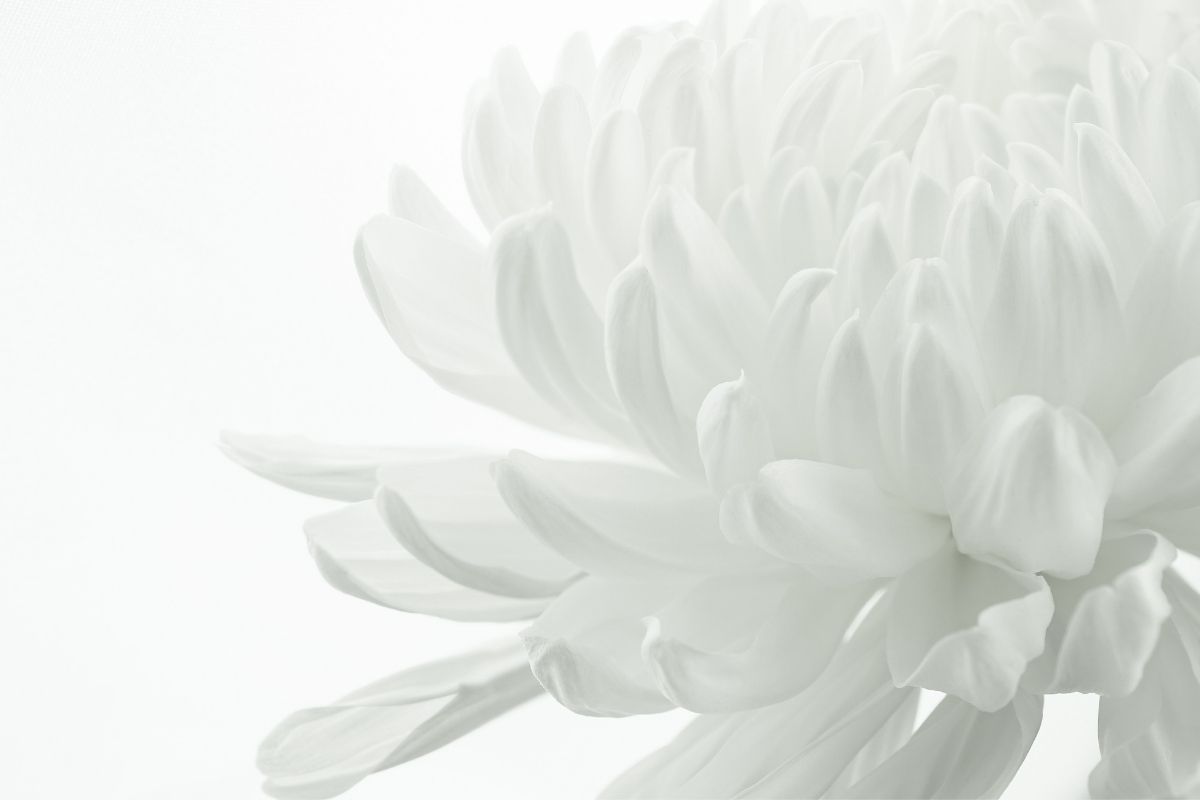 Tsuruko Iwohara - Rafu Shimpo