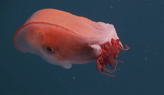 Seven-Arm octopus swimming in Monterey Bay