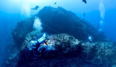 The undersea mountains where sharks rule