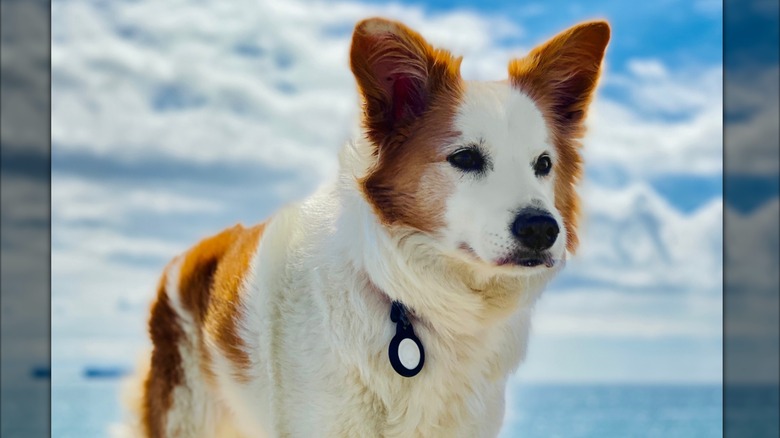 A dog with an AirTag collar