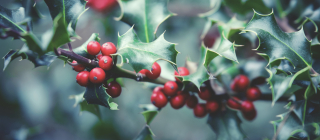 Of Mistletoe, Frankincense and Myrrh | Office for Science and Society