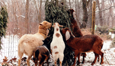 Christmas tree recycling 2025: Options in Philadelphia