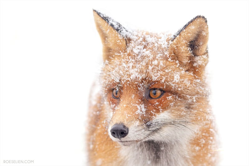A red fox with orange fur stands in the snow, its face and ears dusted with snowflakes, looking alertly to the side against a bright white background.