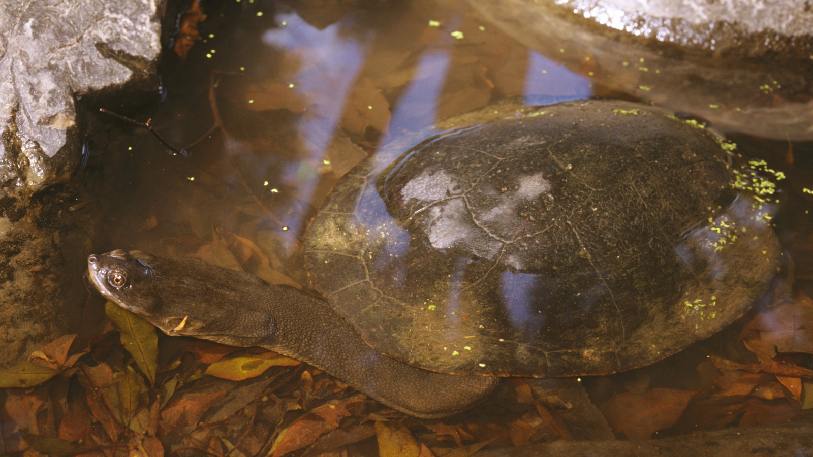 A Broad-shelled river turtle with a long neck in a shallow creek with leaves in Australia
