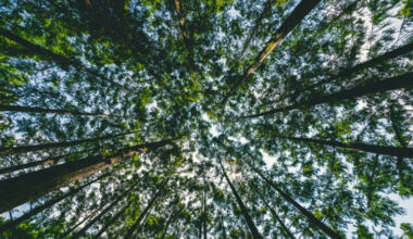 Restore, maintain and care for local tree canopies with ‘Tree Tenders Training’ | News, Sports, Jobs