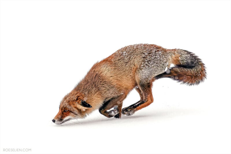 A red fox is captured mid-pounce with its nose close to the snowy ground, legs bent and tail raised. Snow dusts its fur and the background is pure white, emphasizing the fox's motion.