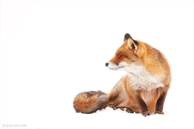 A red fox sits on snow, looking to the right. Its bushy tail curls around its body, and its fur contrasts against the bright white background.