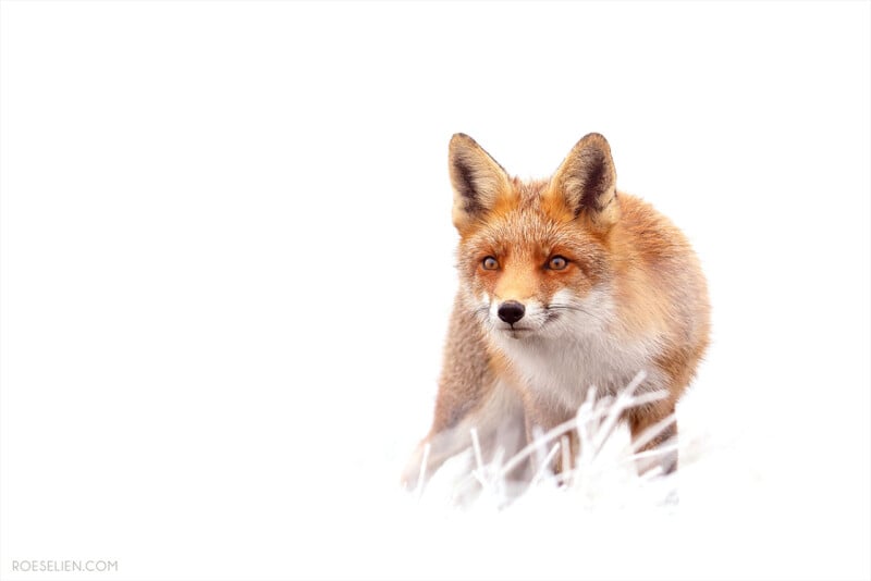 A red fox stands alert in a snowy landscape, its orange fur contrasting with the white background. The fox is looking forward, and some snow-covered grass is visible in the foreground.