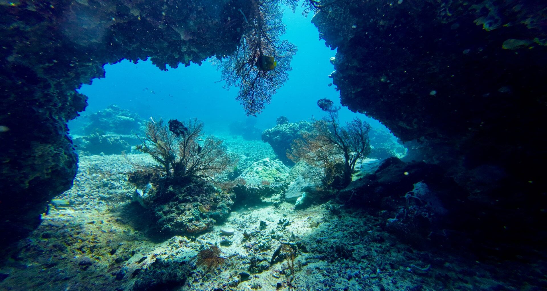 Lionfish have taken over parts of the Gulf and Caribbean, but one group in Texas is trying to put a dent in the species' population.